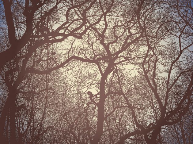 Silhouette of branches on the sky background.